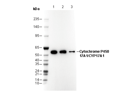 Cytochrome P450 17A1/CYP17A1 Antibody