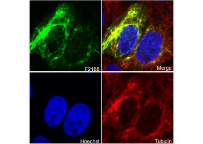 Cytokeratin 13 Antibody