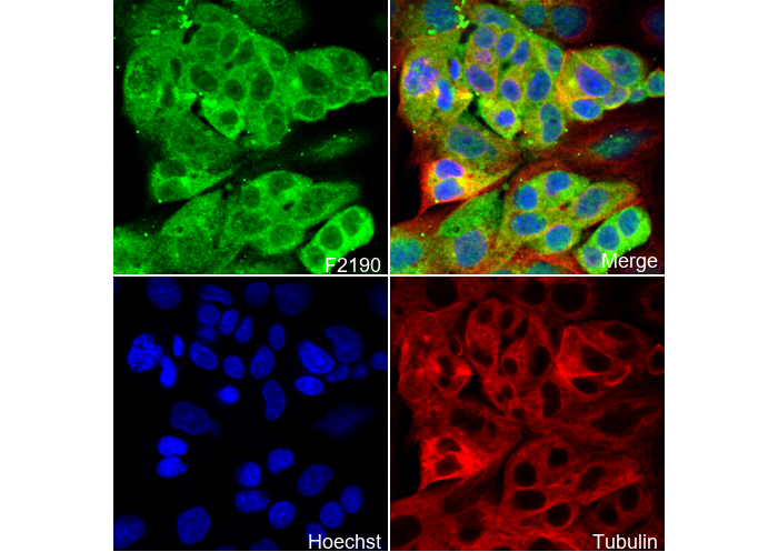 nNOS (neuronal) Antibody