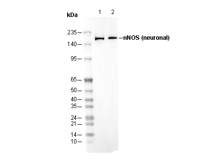 nNOS (neuronal) Antibody