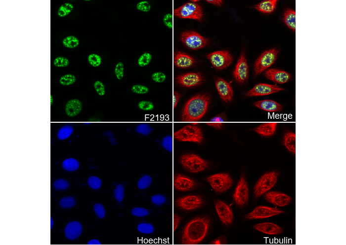 PABPN1 Antibody