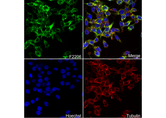 BMP2 Antibody