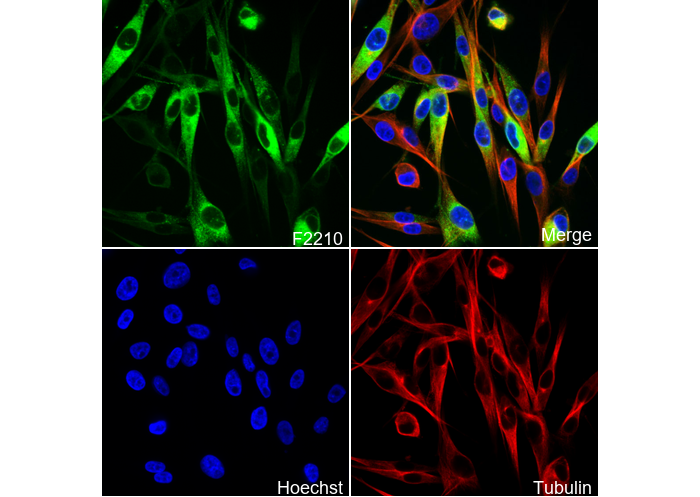 MelanA Antibody