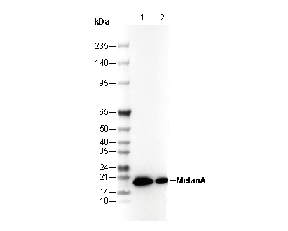 MelanA Antibody