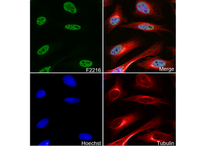 WTAP Antibody