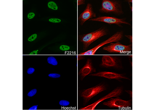WTAP Antibody