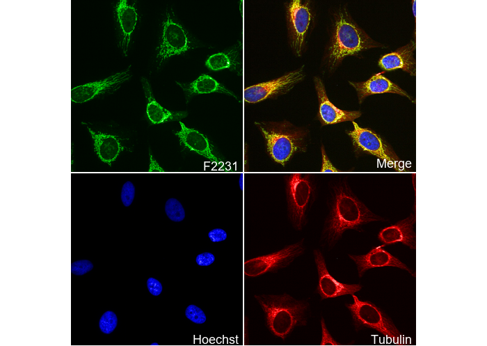 Mitofilin Antibody