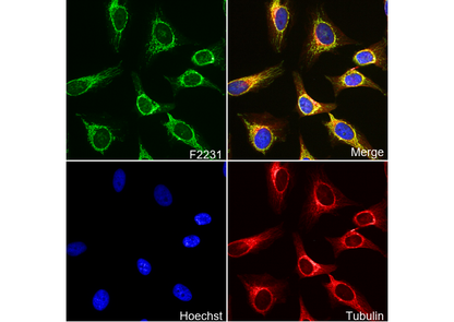 Mitofilin Antibody
