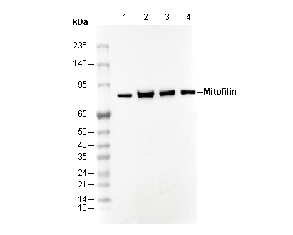 Mitofilin Antibody