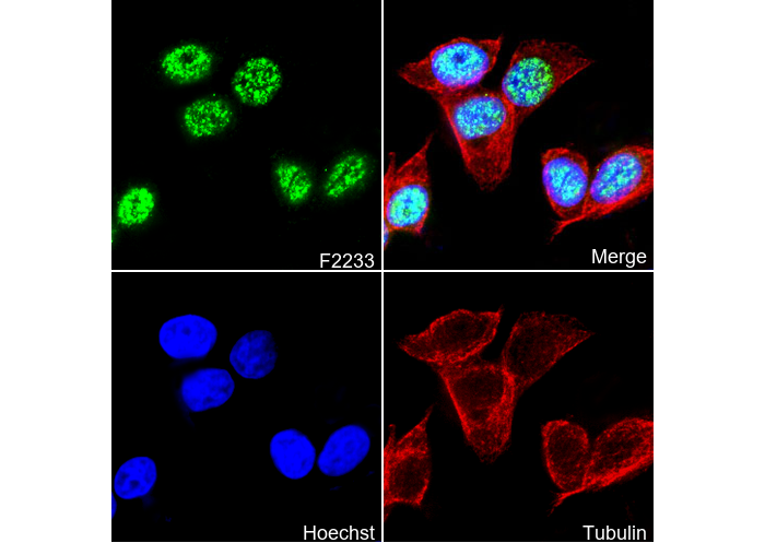 hnRNP C1 + C2/HNRNPC Antibody
