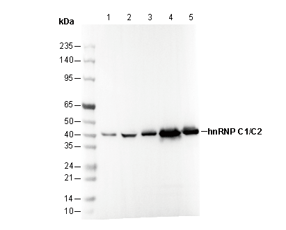 hnRNP C1 + C2/HNRNPC Antibody