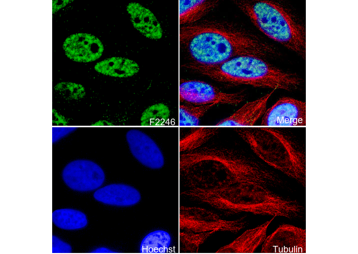 Nuclear Matrix Protein p84 Antibody