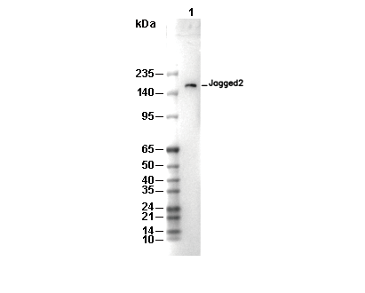 Jagged2 Antibody