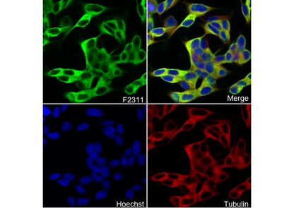 Neuron-specific β-III Tubulin Antibody