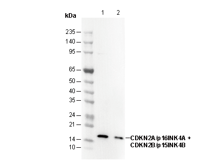 CDKN2A/p16INK4A + CDKN2B/p15INK4B Antibody