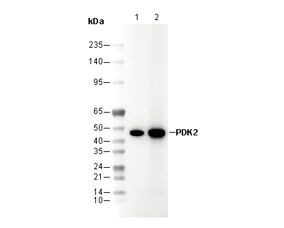 PDK2 Antibody