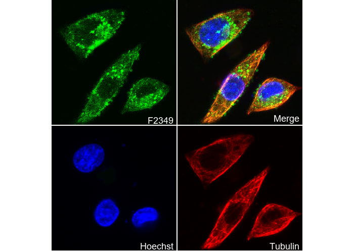 MTCO2 Antibody