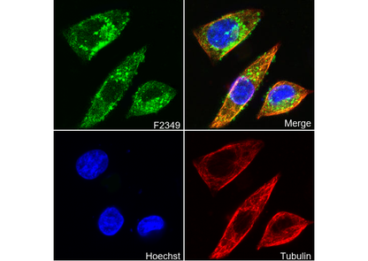 MTCO2 Antibody