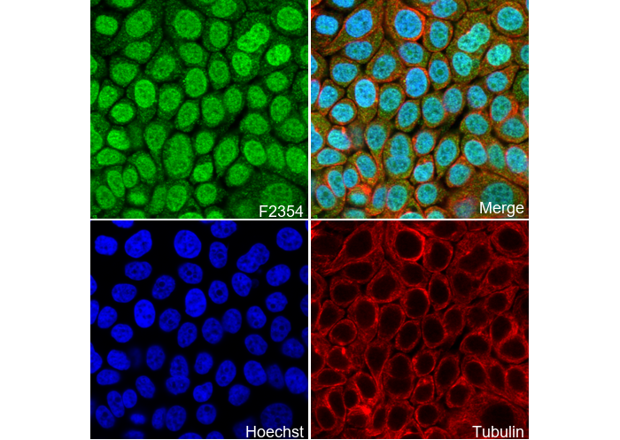 Histone H1.0 Antibody