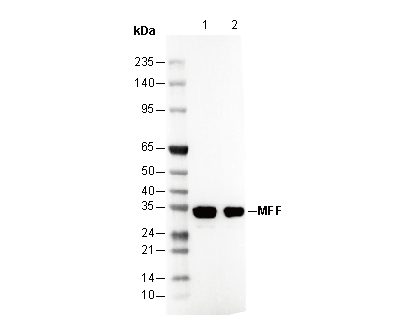 MFF Antibody