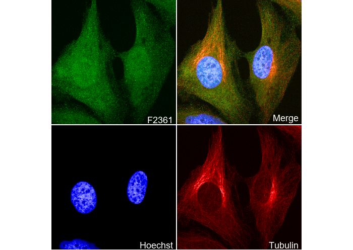 Securin Antibody