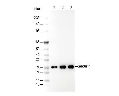 Securin Antibody