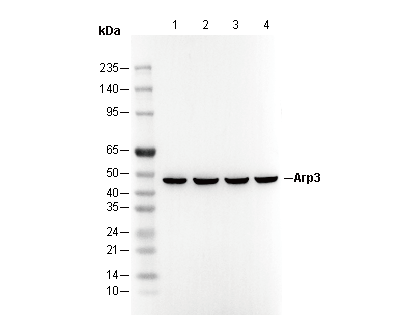 Arp3 C-terminal Antibody