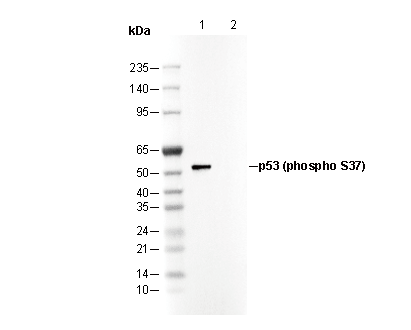 Phospho-p53 (Ser37) Antibody