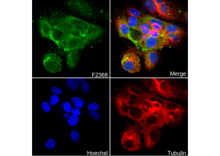 CD146 Antibody