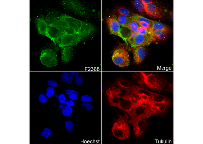 CD146 Antibody