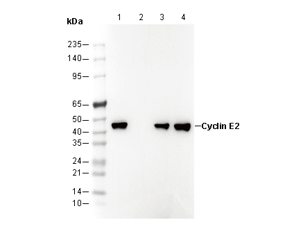Cyclin E2 Antibody