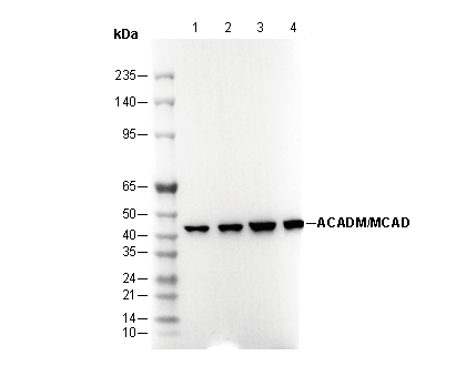 ACADM/MCAD Antibody