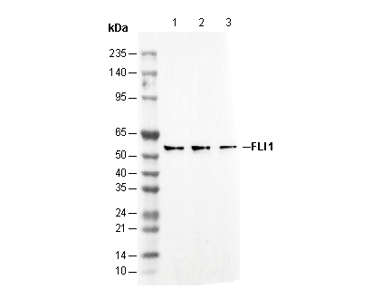 FLI1 Antibody