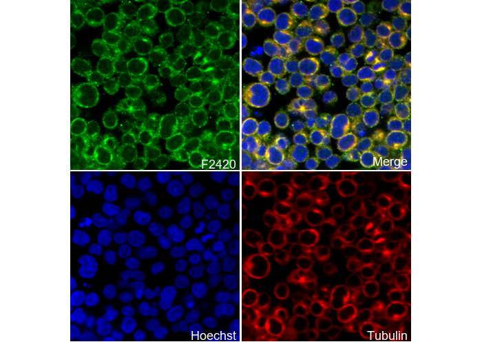 CD166 Antibody
