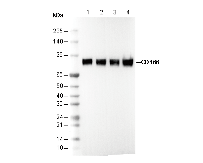 CD166 Antibody