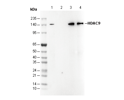 HDAC9 Antibody