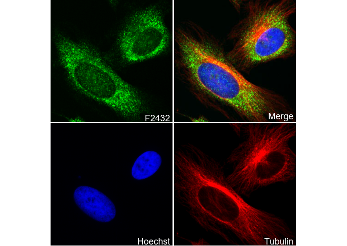 Collagen VI Antibody