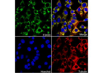 Prohibitin Antibody