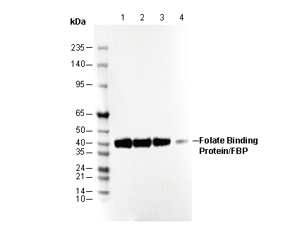 Folate Binding Protein / FBP Antibody