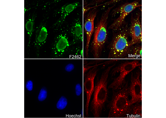 Acetyl-Histone H4 (Lys8) Antibody