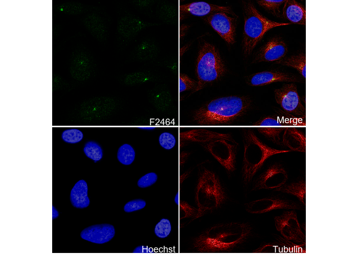 MLK3 Antibody