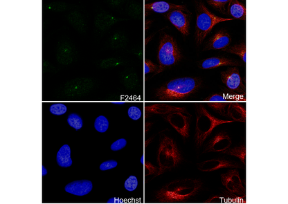 MLK3 Antibody