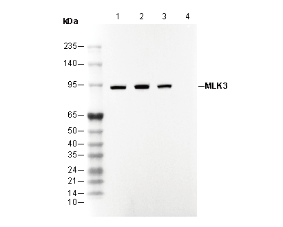 MLK3 Antibody