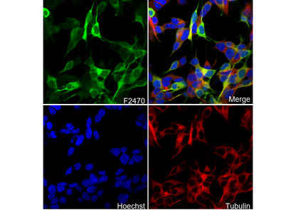 Doublecortin Antibody
