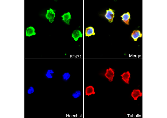 TLR5 Antibody