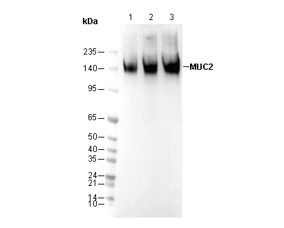 MUC2 Antibody