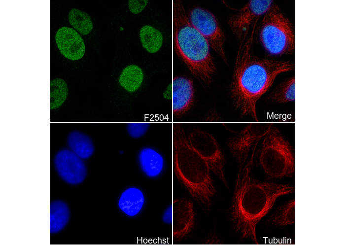 CDCA5 C-terminal Antibody
