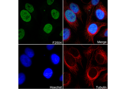 CDCA5 C-terminal Antibody