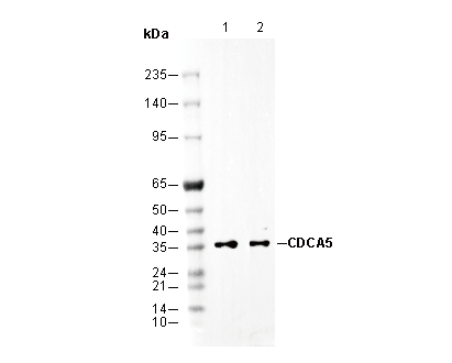 CDCA5 C-terminal Antibody