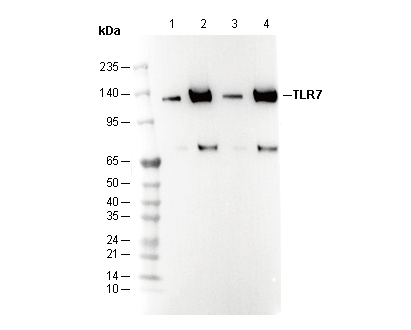 TLR7 Antibody